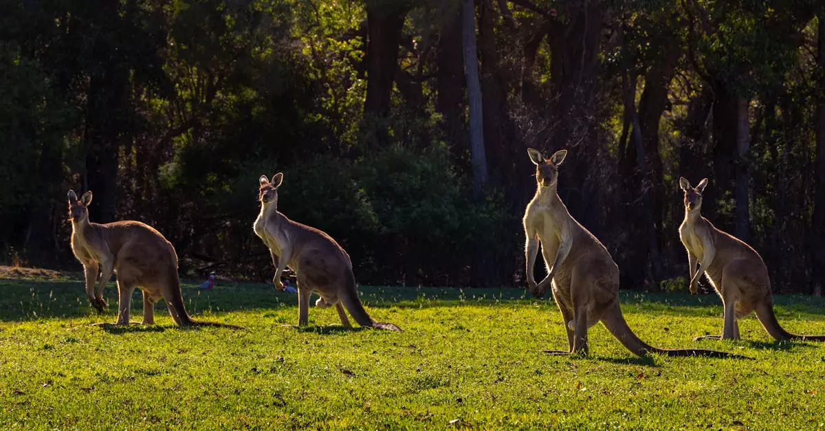 A group of kangaroos exploring a sunlit forest edge in Walpole, Western Australia.
