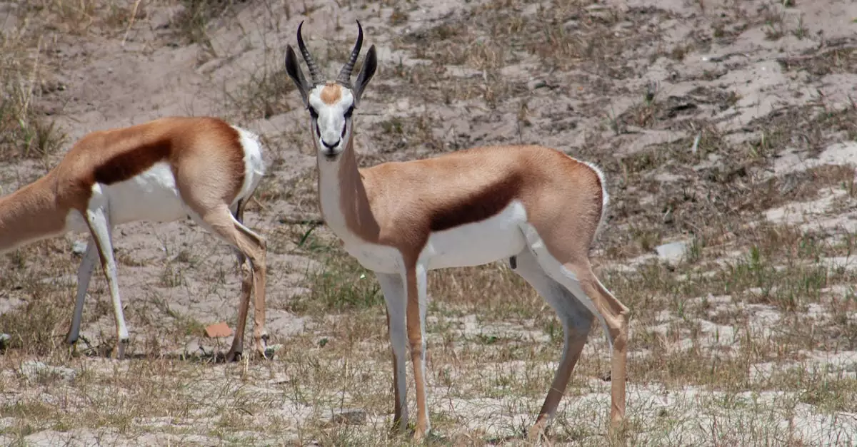 Two springboks in their natural habitat on a sunny day, showcasing the beauty of wildlife.