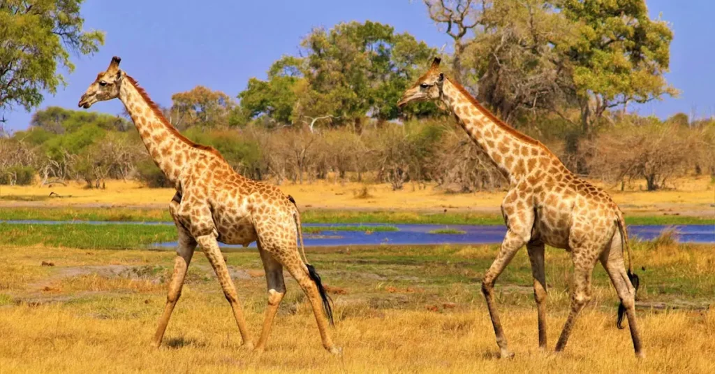 Two giraffes walking in the vibrant African savannah landscape.