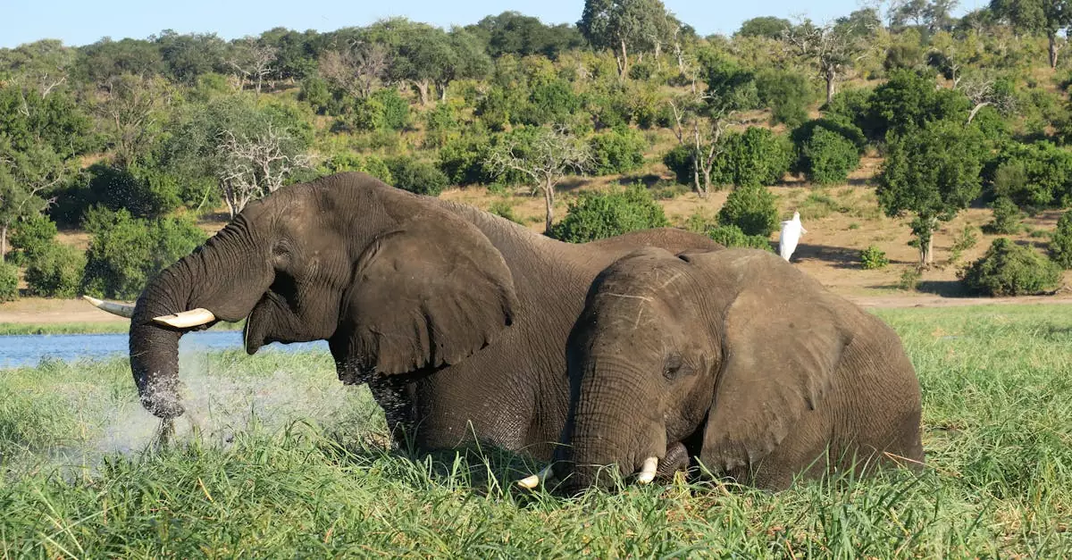 Two African elephants grazing near a river in Botswana's lush savanna.