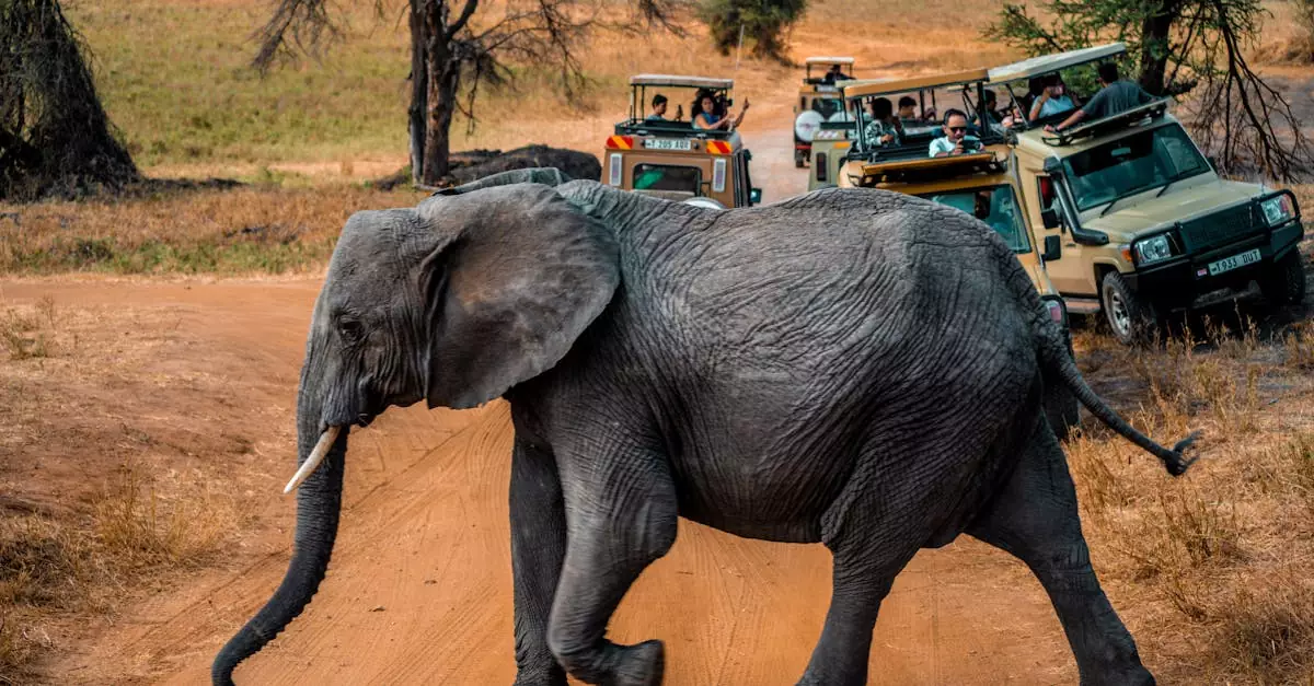 A majestic African elephant crosses a dirt road during a safari in Tanzania.