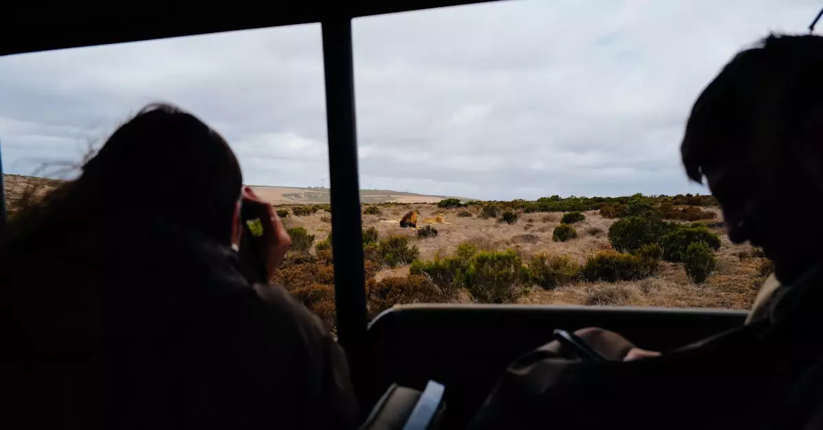 Tourists capturing a lion sighting during an African safari tour in the savannah.