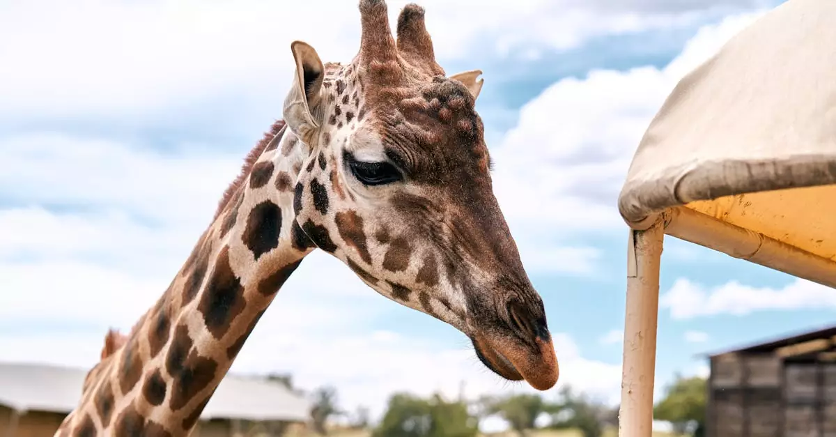 A striking close-up image of a giraffe in a safari environment against a bright sky.