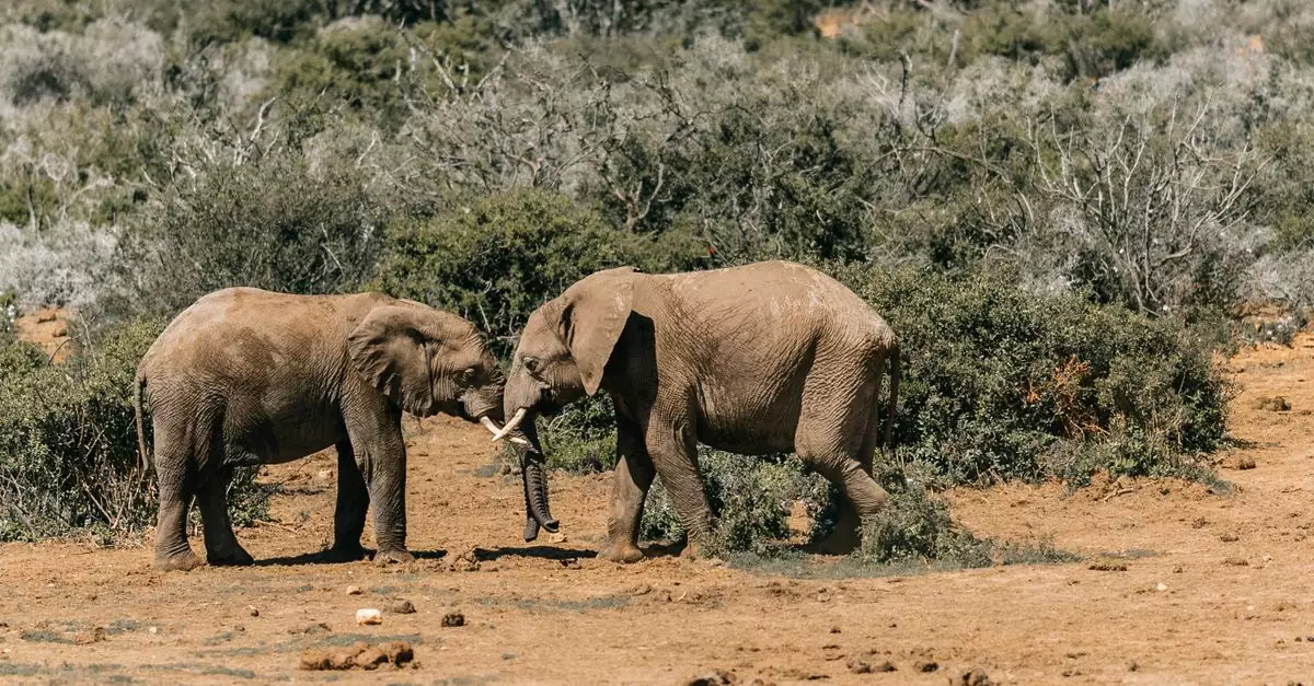 Two African elephants engage playfully in a South African savanna setting, showcasing wildlife interaction.