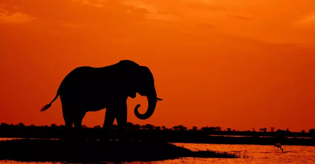 Silhouette of an elephant by a riverbank during a vibrant orange sunset in the African wilderness.