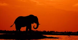 Silhouette of an elephant by a riverbank during a vibrant orange sunset in the African wilderness.