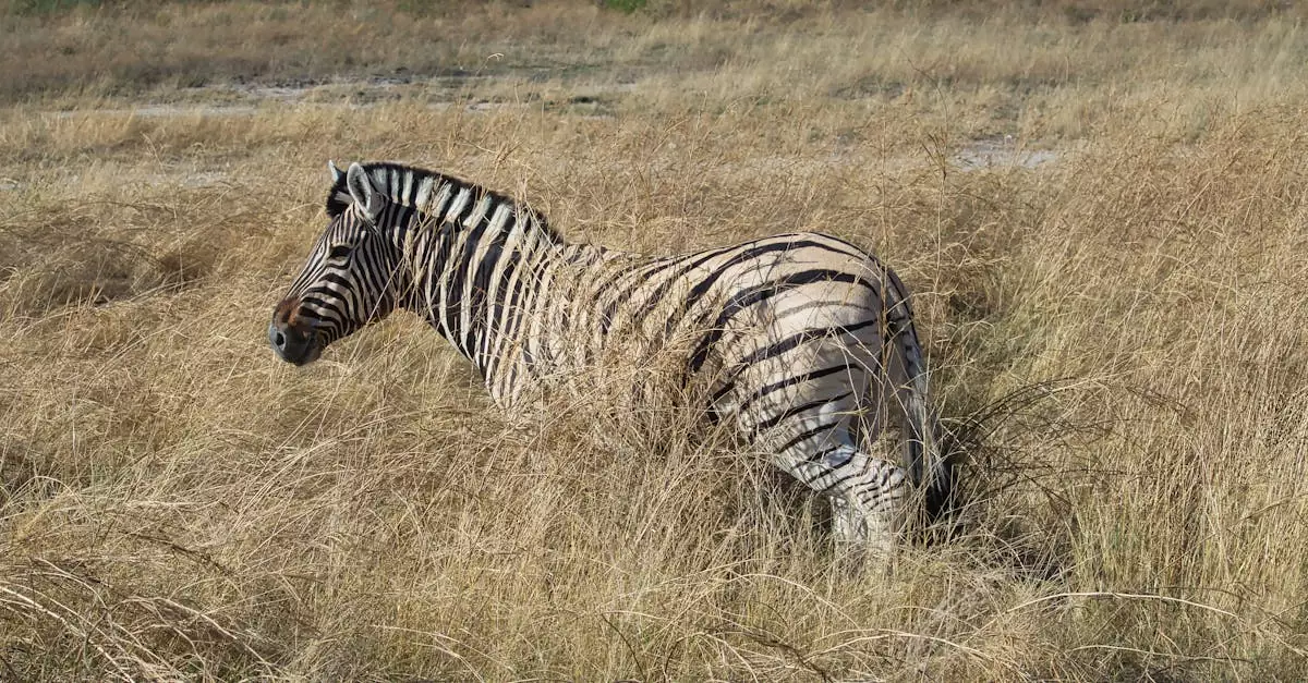 A lone zebra grazing in the grasslands of Namibia, blending into the natural savanna landscape.