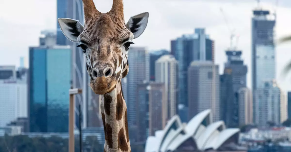 A giraffe at Taronga Zoo with the Sydney Opera House in the background, contrasting wildlife and urban life.