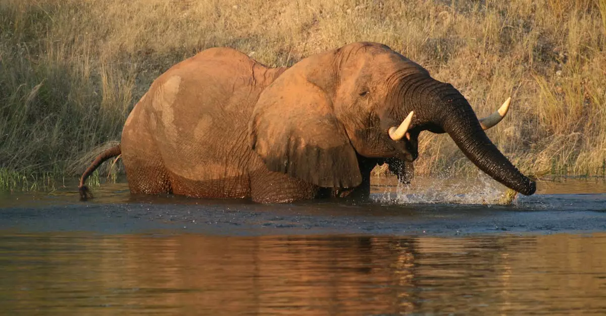 Majestic African elephant crossing a river in Zimbabwe's Mashonaland West Province.