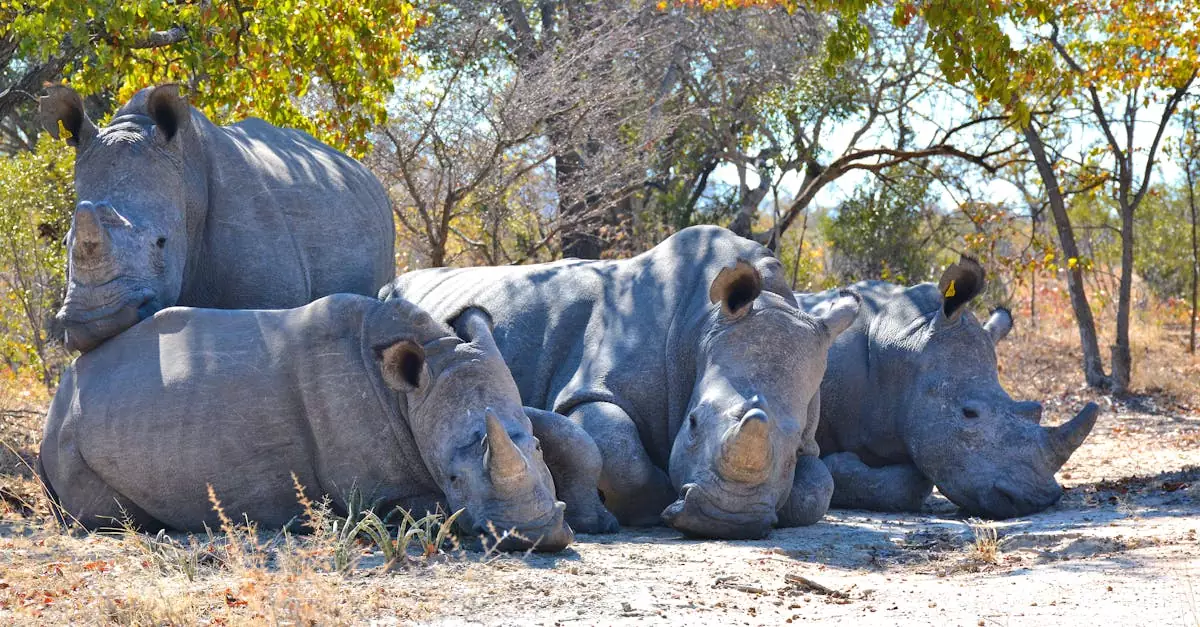 Four Cape white rhinos resting under trees in a natural habitat, showcasing endangered wildlife in Zimbabwe.