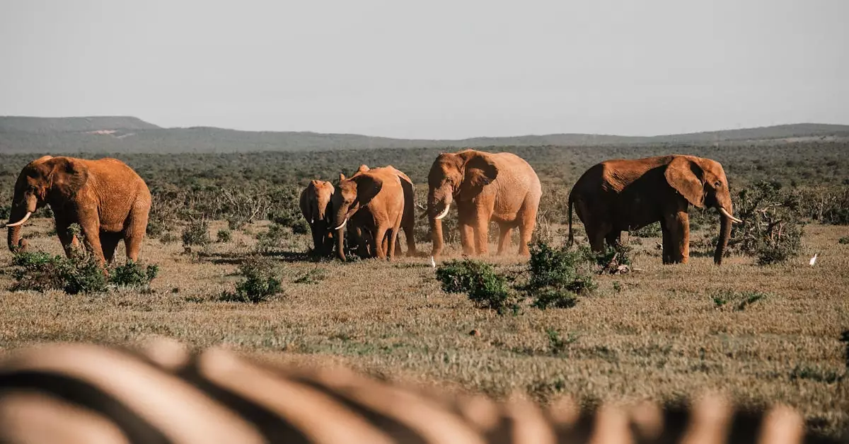 A herd of African elephants walking across the vast savannah, displaying the beauty of wildlife in their natural habitat.