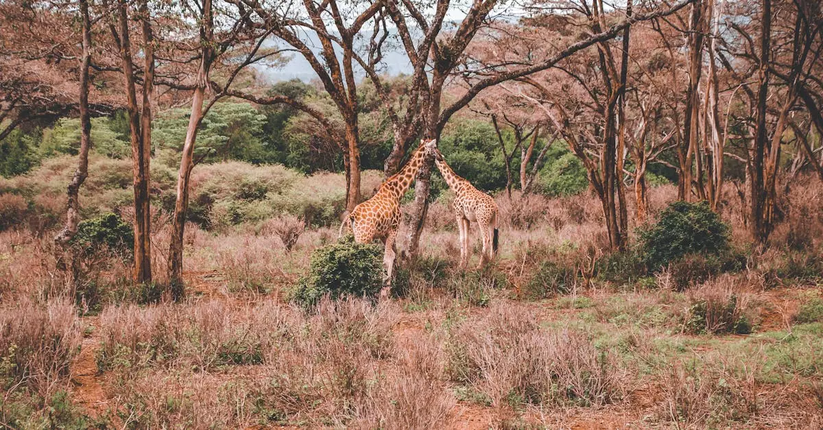 Two giraffes standing among trees in Nakuru National Park, Kenya.