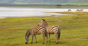A serene scene of zebras feeding in Tanzania's Ngorongoro Crater with distant mountains.