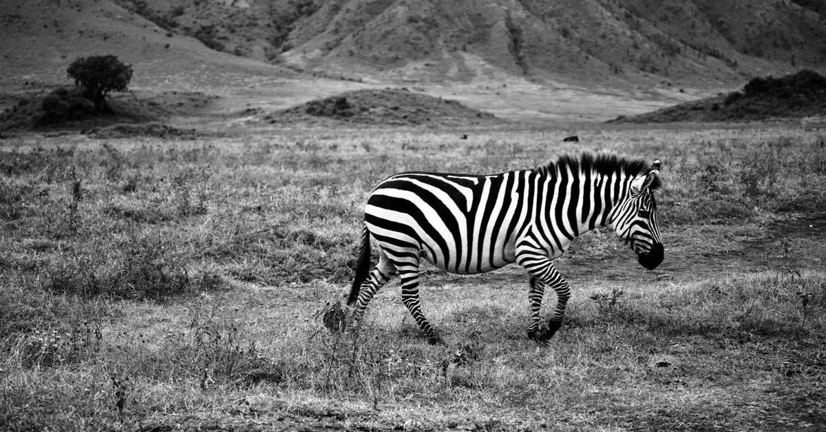Black and white zebra walking in the Arusha Region, Tanzania, captured in a serene landscape.