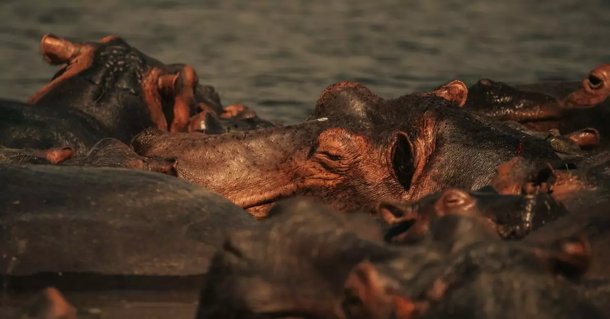 Group of hippos basking in water during the day in a natural habitat.