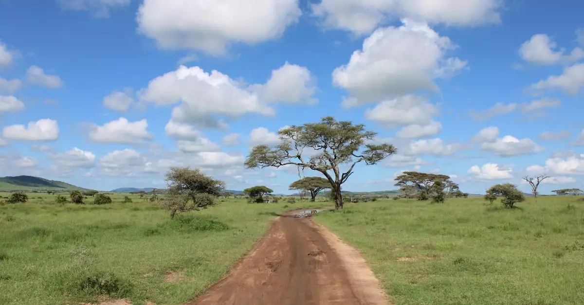 Dirt road through the lush Serengeti landscape in Tanzania with acacia trees under a bright sky.
