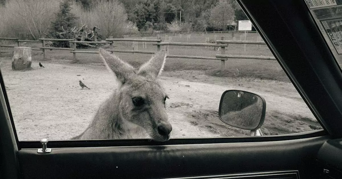 Curious kangaroo peeking through car window in a grayscale rural Australian setting.