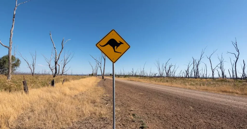Dirt road in Winton North, Australia with a kangaroo crossing sign and clear blue sky.