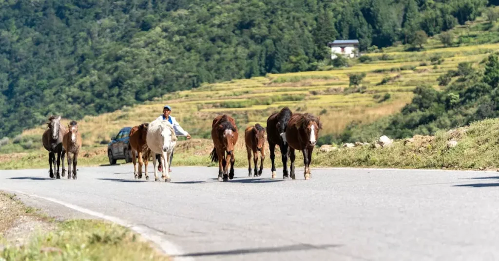 bhutan trip cost from india 35340603