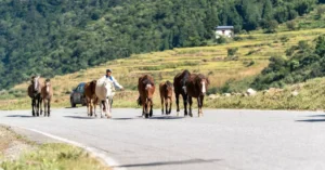 bhutan trip cost from india 35340603