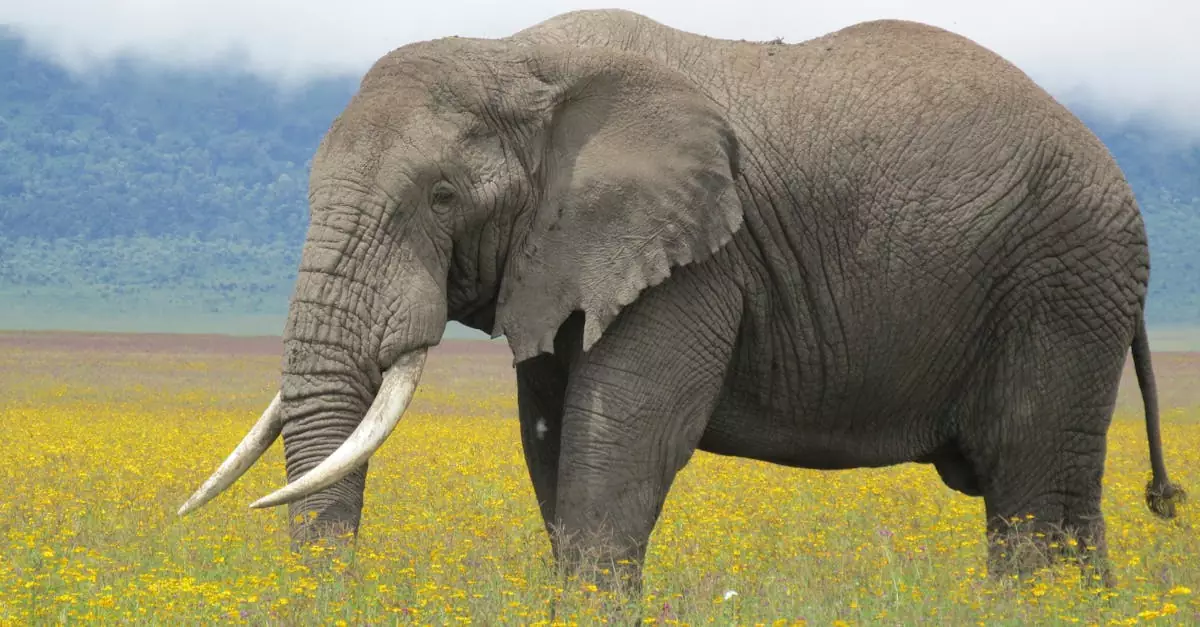 A lone African elephant standing in a flower-filled meadow, Ngorongoro Crater.