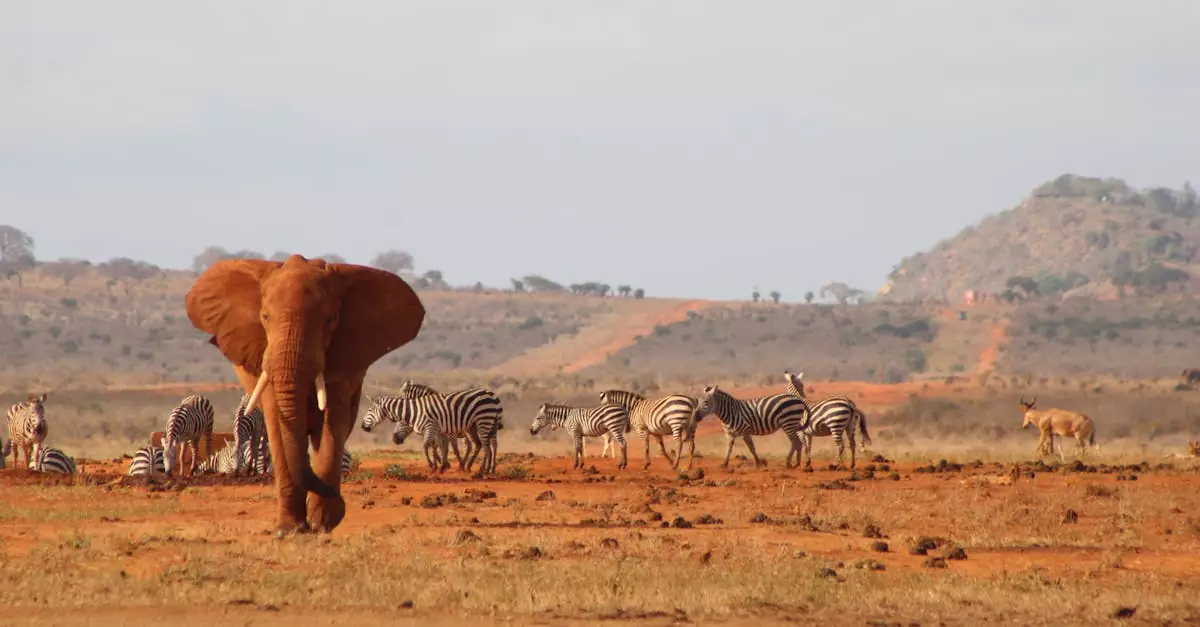A majestic African elephant and zebras in Tsavo, Kenya, showcasing wildlife harmony.