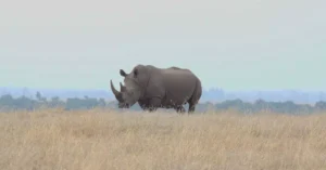 A solitary rhinoceros grazing in the vast savanna of Nanyuki, Kenya. A glimpse of African wildlife.