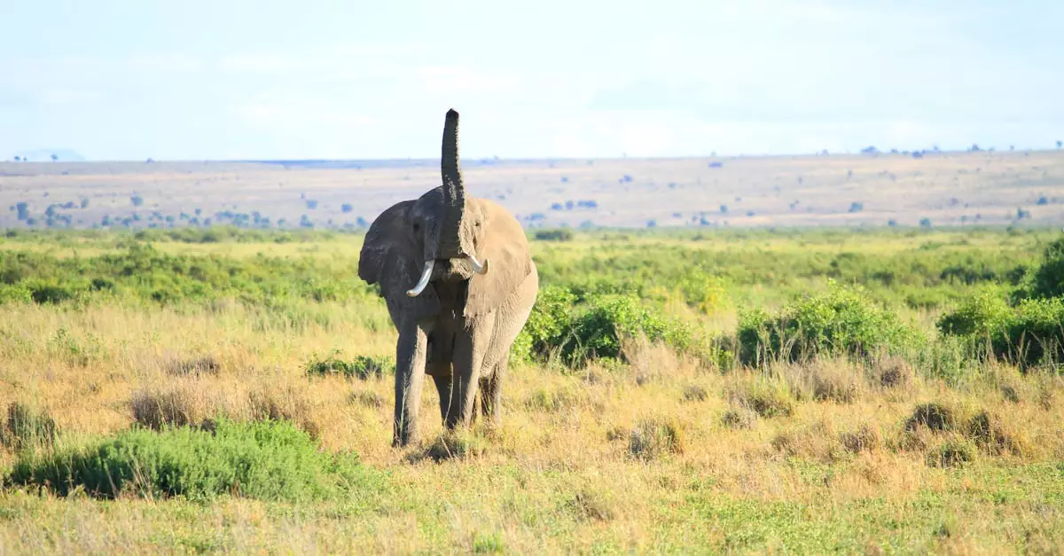 Stunning close-up of an African elephant in Kenya's vast savanna.