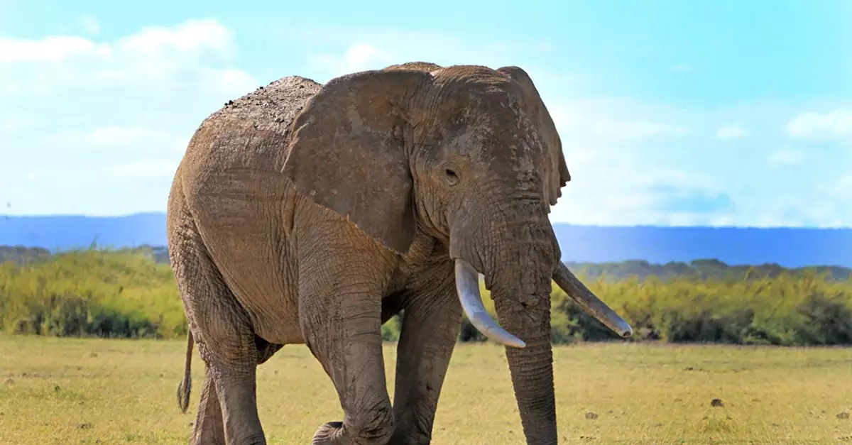 Stunning photograph of an African elephant (Loxodonta africana) roaming in the savanna.