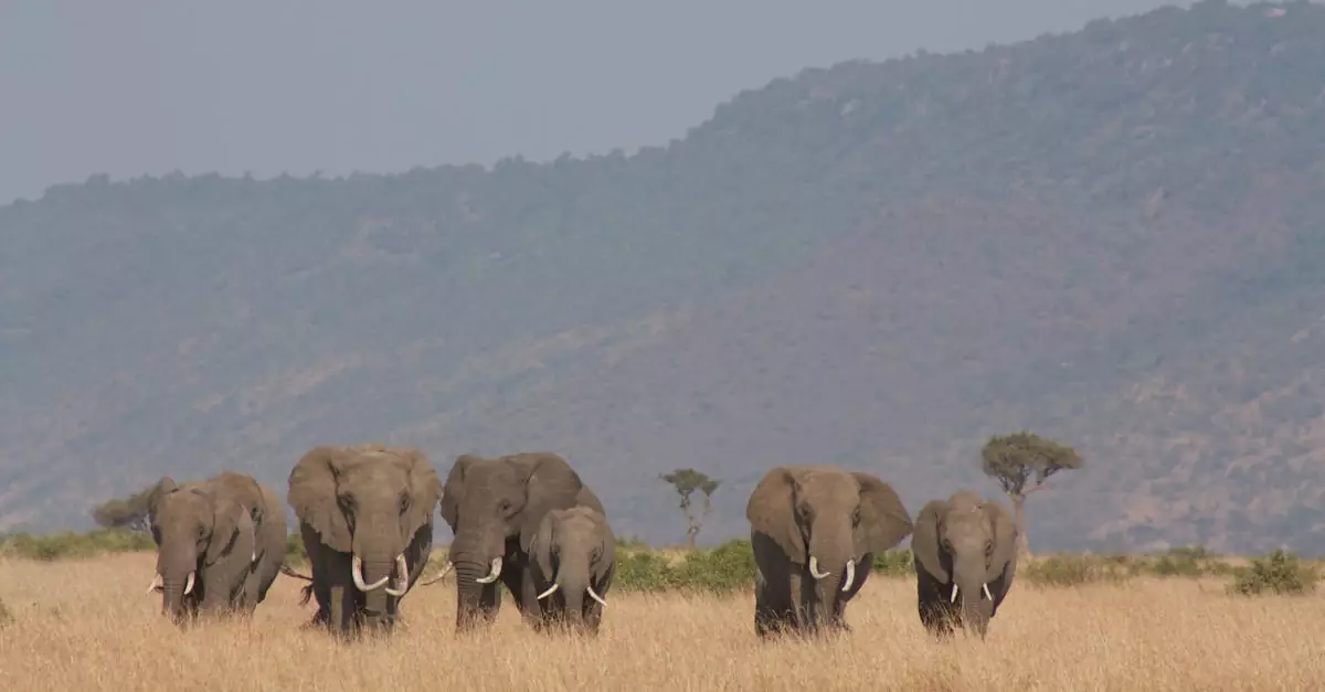A herd of African elephants roaming the savannah in Nakuru County, Kenya.