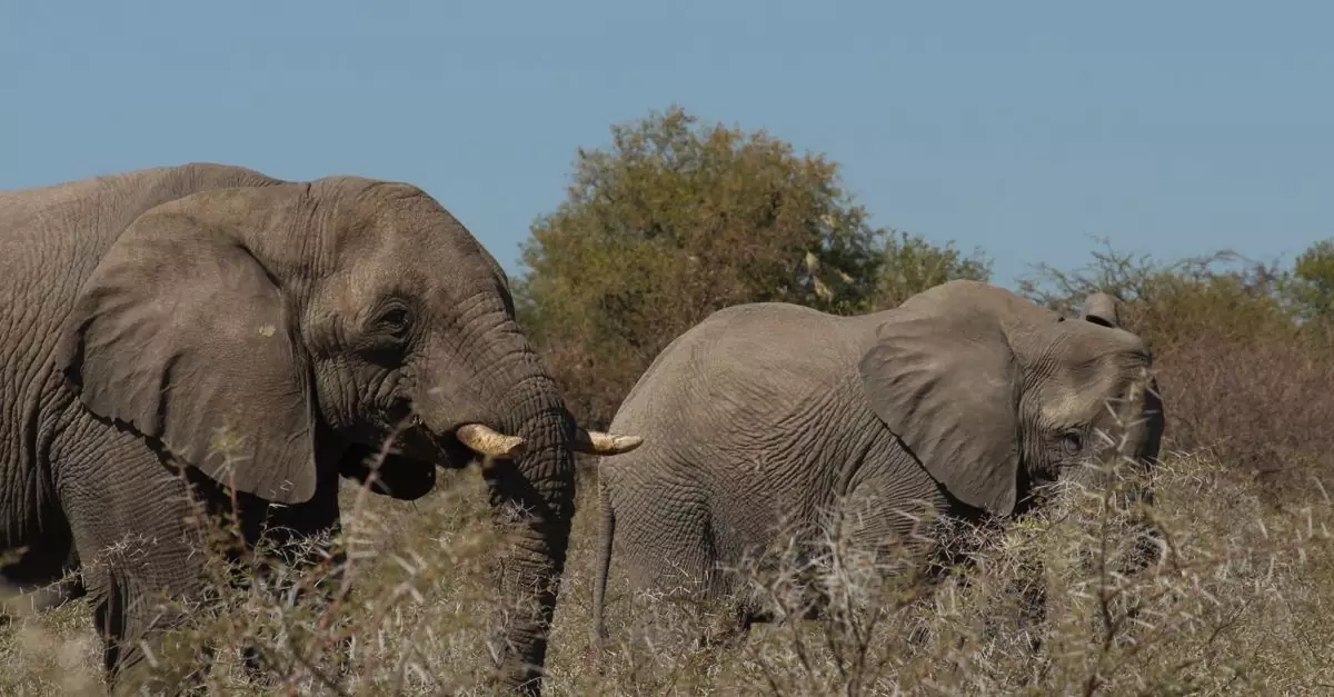 A group of African elephants grazing in the savannah, surrounded by trees and bushes, under a clear blue sky.