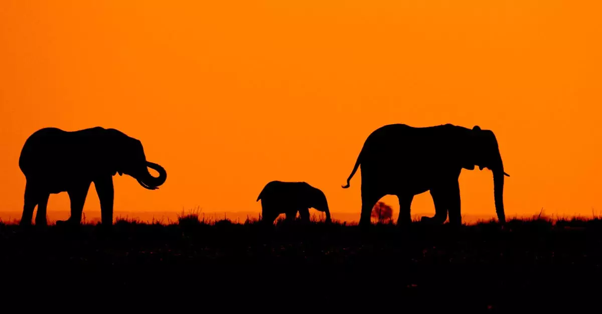 A captivating silhouette of elephants walking at sunset in a beautiful African landscape.