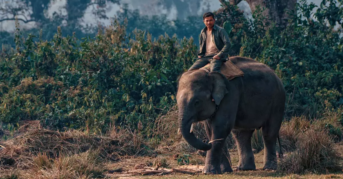 chitwan jeep safari vs elephant safari price