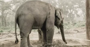 chitwan jungle walk price 10965830
