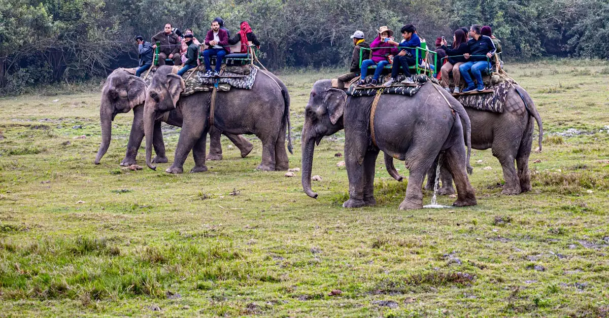 chitwan jungle walk price
