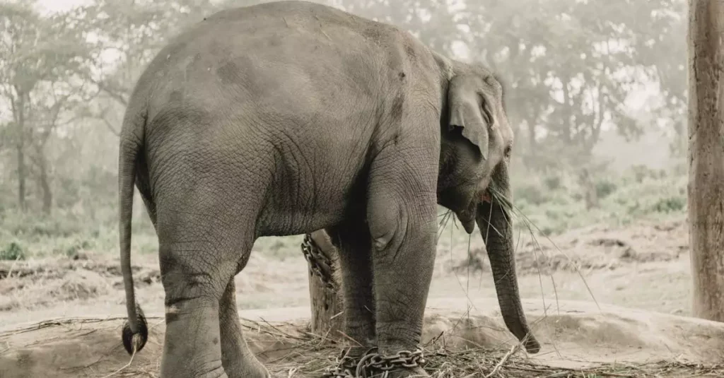 chitwan national park entry vs package cost 10965830
