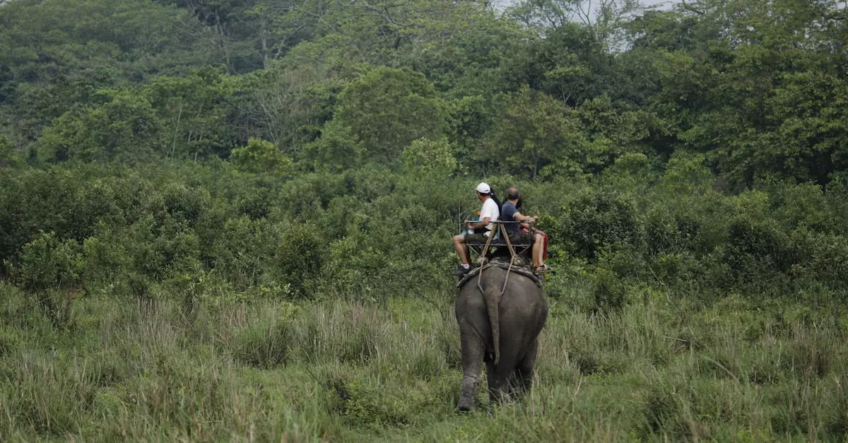 chitwan national park safari price