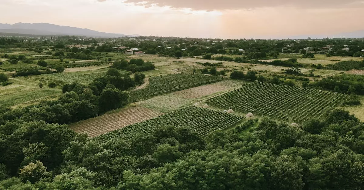 kakheti wine tour couple cost