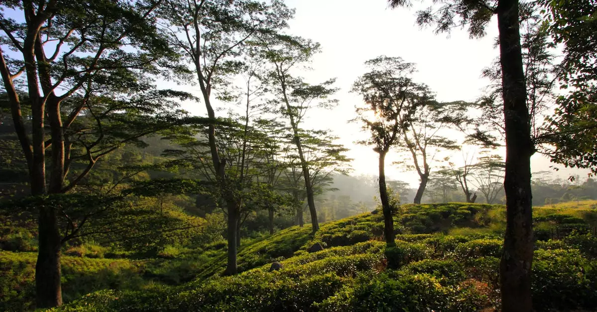 kandy tea plantation tour price