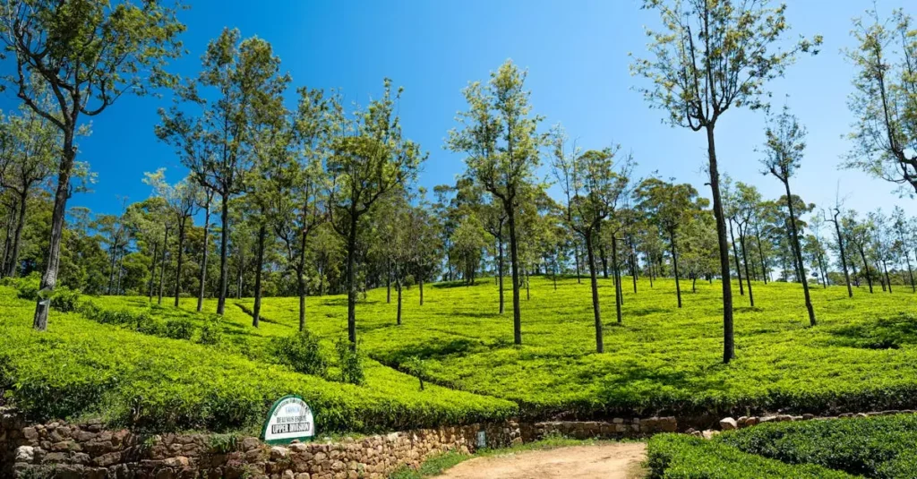 kandy tea plantation tour price 36847091