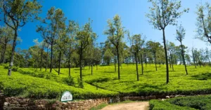 kandy tea plantation tour price 36847091