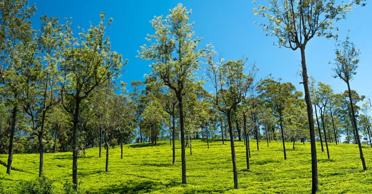 kandy tea plantation tour price