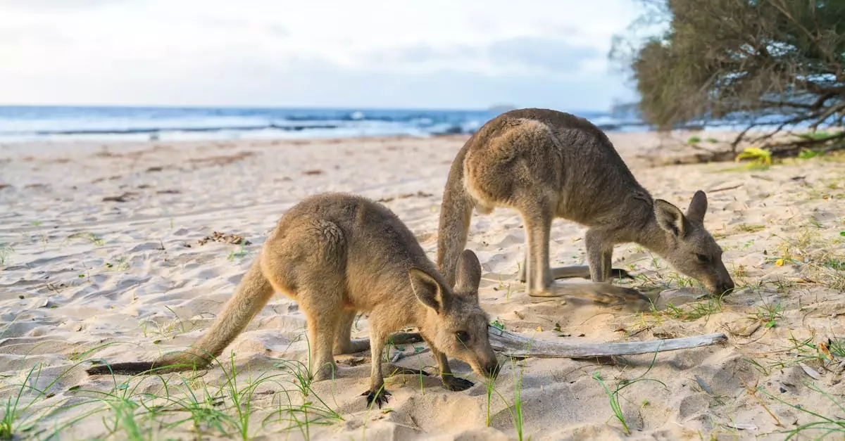 A pair of eastern grey kangaroos grazing on the sandy shores of Batemans Bay, NSW, Australia.