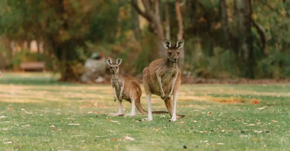 Two kangaroos standing in a lush green park in Perth, WA, highlighting Australian wildlife.