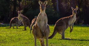 Group of kangaroos enjoying a sunny day in Walpole, Western Australia.