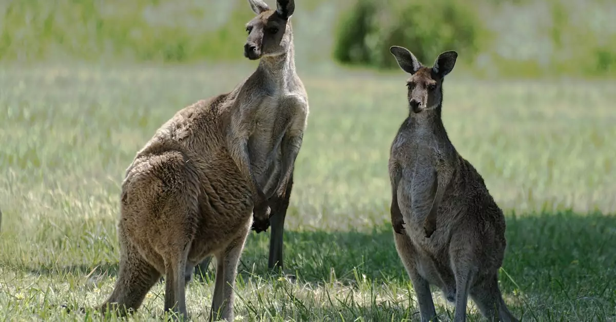 Two kangaroos standing alert in a green Australian grassland on a sunny day.