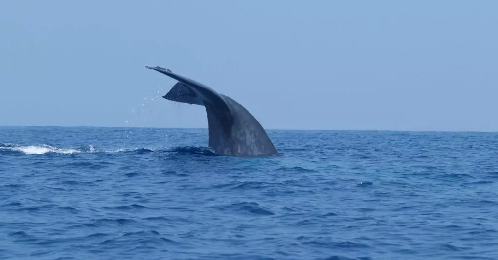 mirissa whale watching price 7868018