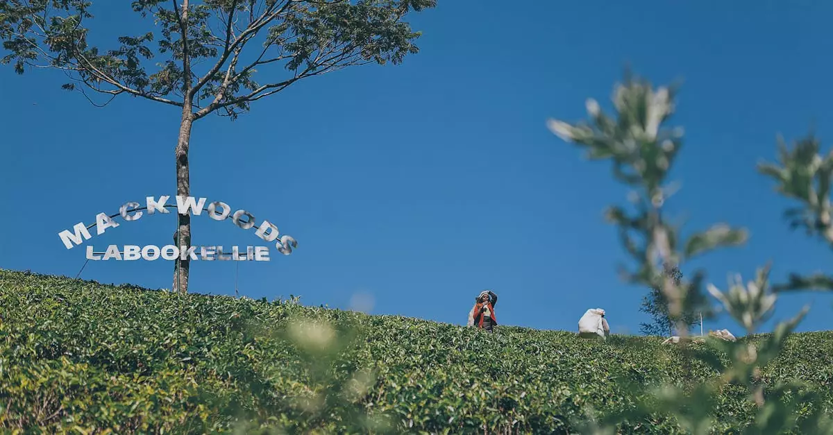 nuwara eliya tea factory tour price