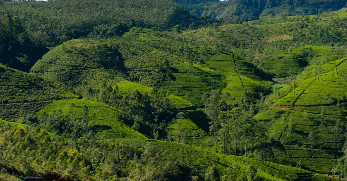 nuwara eliya travel cost