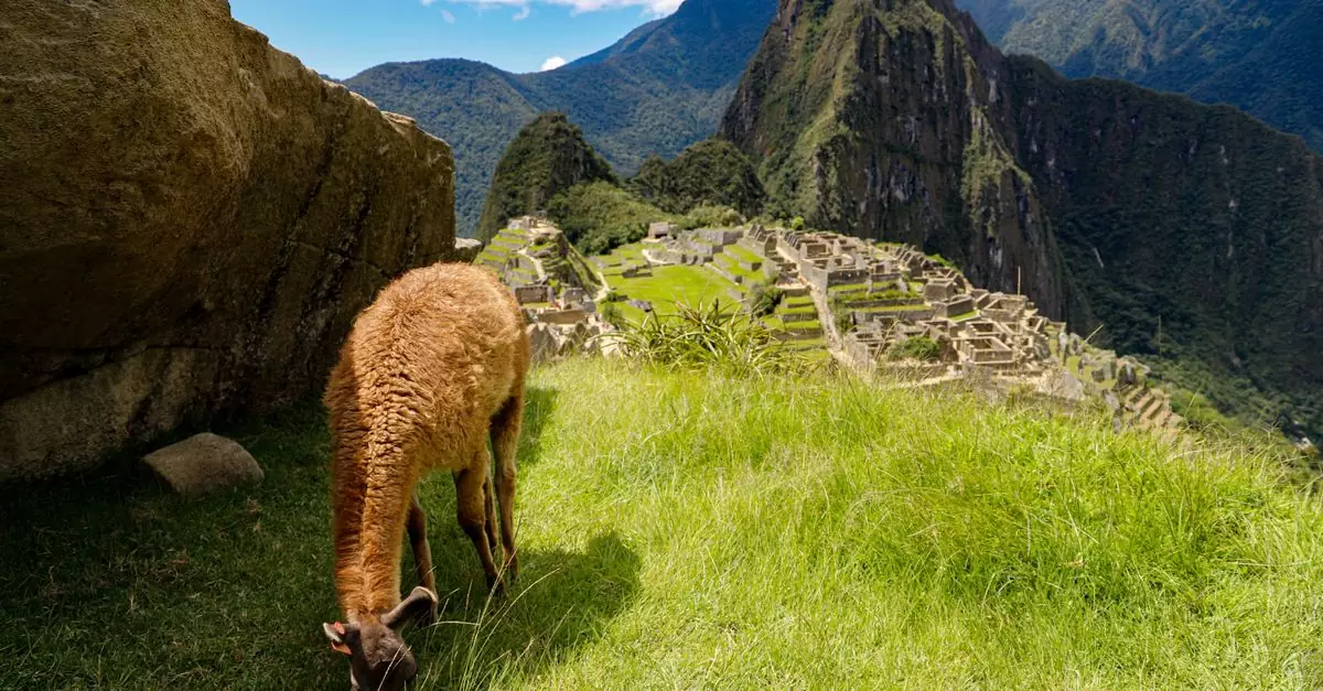 A llama grazes in the grass with the breathtaking backdrop of Machu Picchu, a UNESCO World Heritage Site.